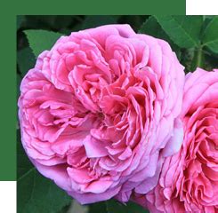 rosa centifolia vs rosa damascena.